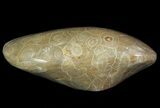 Free-Standing Polished Fossil Coral (Actinocyathus) #69353-1